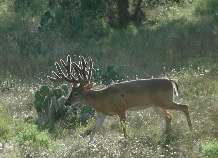 1681 FM574 Highway, Goldthwaite, TX 76864