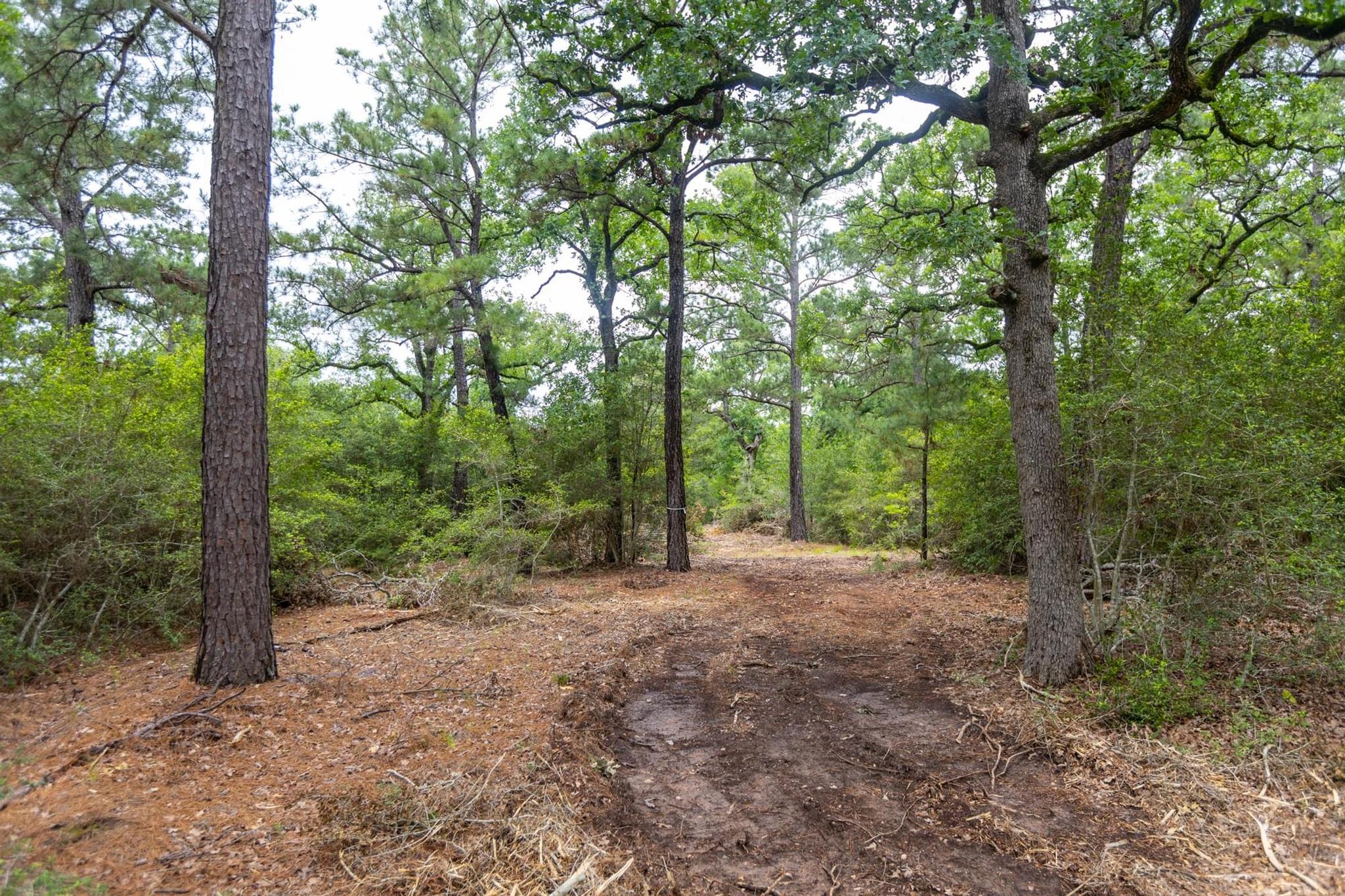 492 S Old Potato Rd, Paige, TX 78659