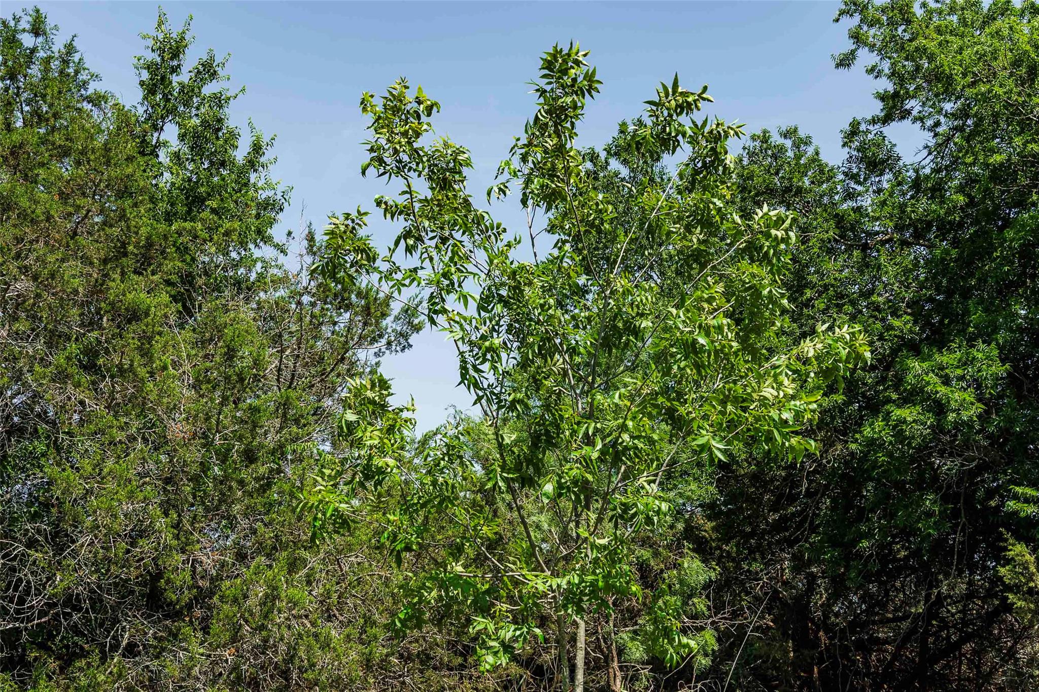 TBD Tract 2 County Road 203, Burnet, TX 78611
