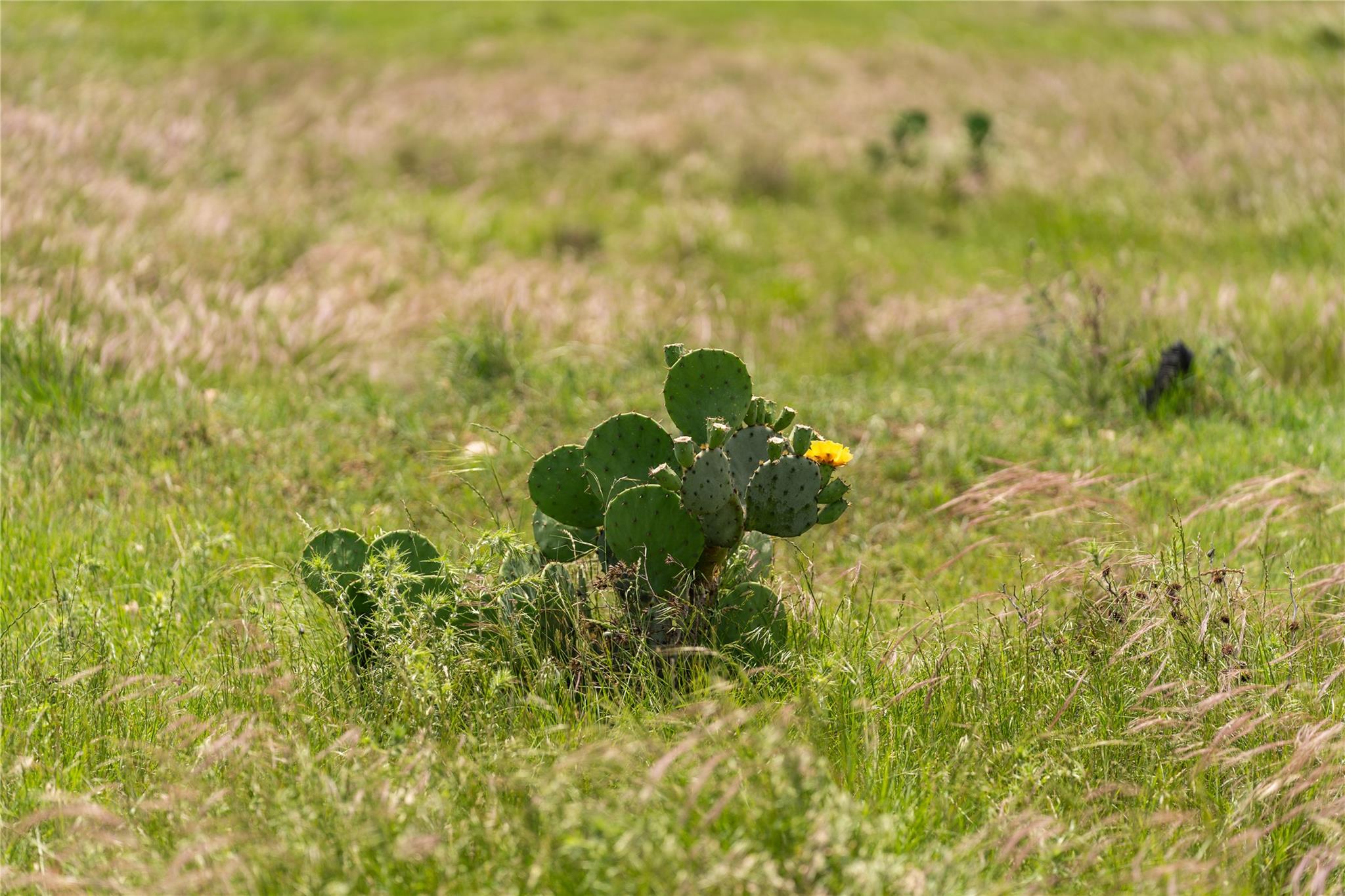 16160 Siler Road Rd, Moody, TX 76557