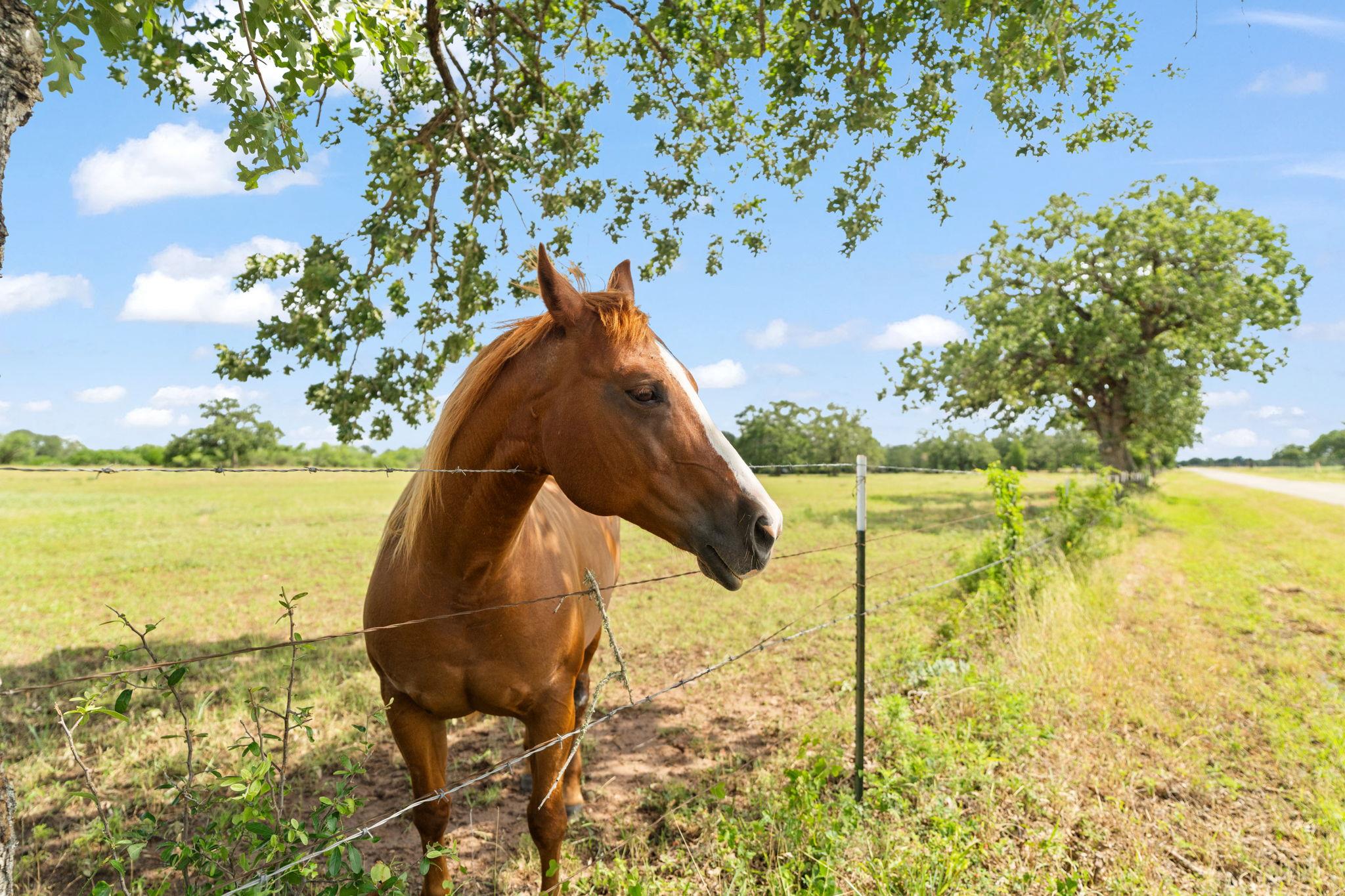 3434 Prairie Lea Rd, Kingsbury, TX 78638