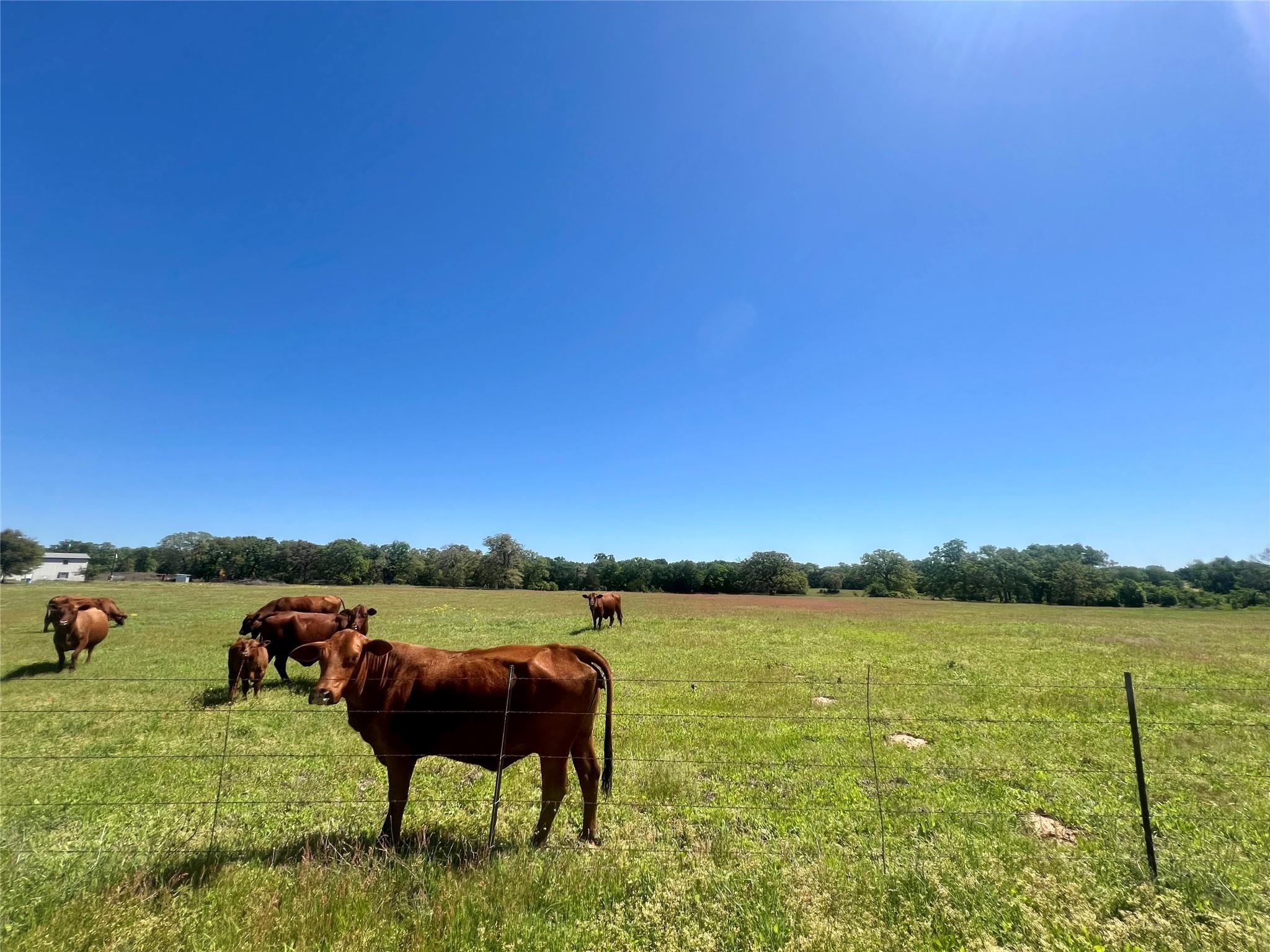 2542 County Road 306, Lexington, TX 78947