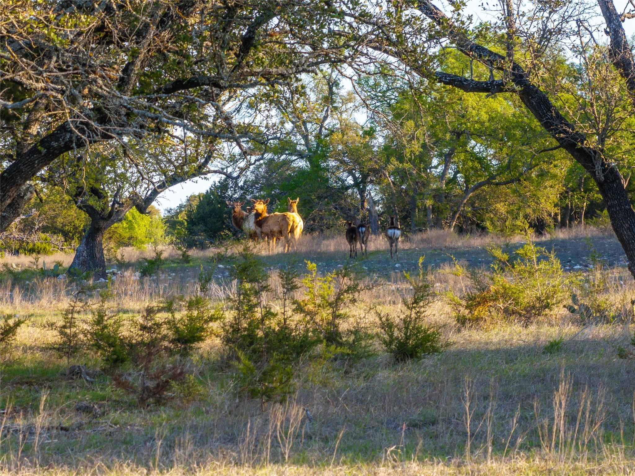 5525 Fm 2340 Rd, Burnet, TX 78611