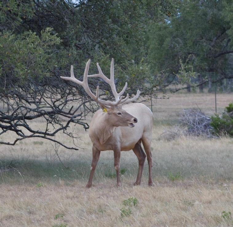 5525 Fm 2340 Rd, Burnet, TX 78611