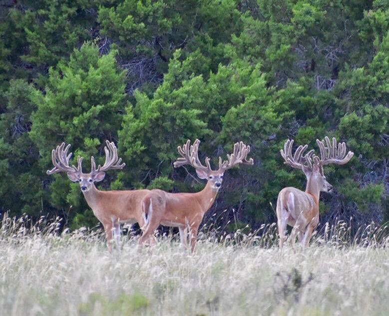 5525 Fm 2340 Rd, Burnet, TX 78611