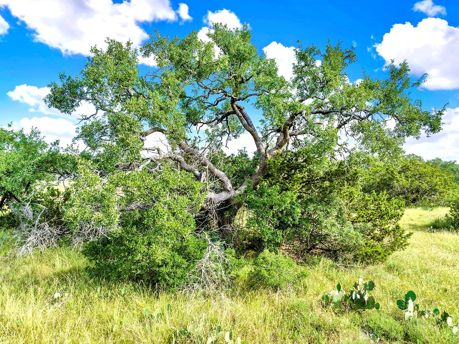 TBD Oakwood Loop, San Marcos, TX 78666