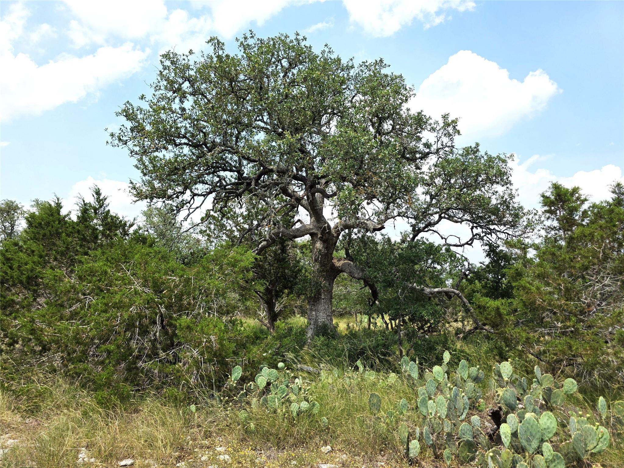 TBD Oakwood Loop, San Marcos, TX 78666