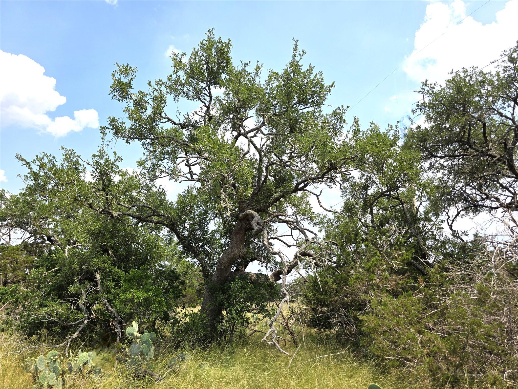 TBD Oakwood Loop, San Marcos, TX 78666