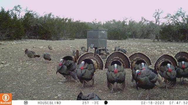 65 Miles Lane, Harper, TX 78631