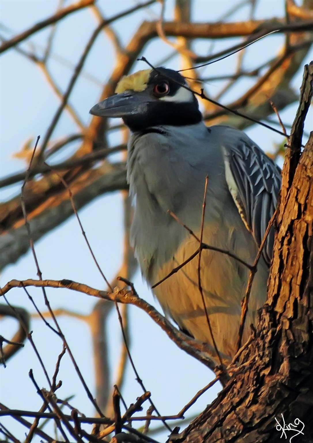 1601 E 19th St, Georgetown, TX 78626