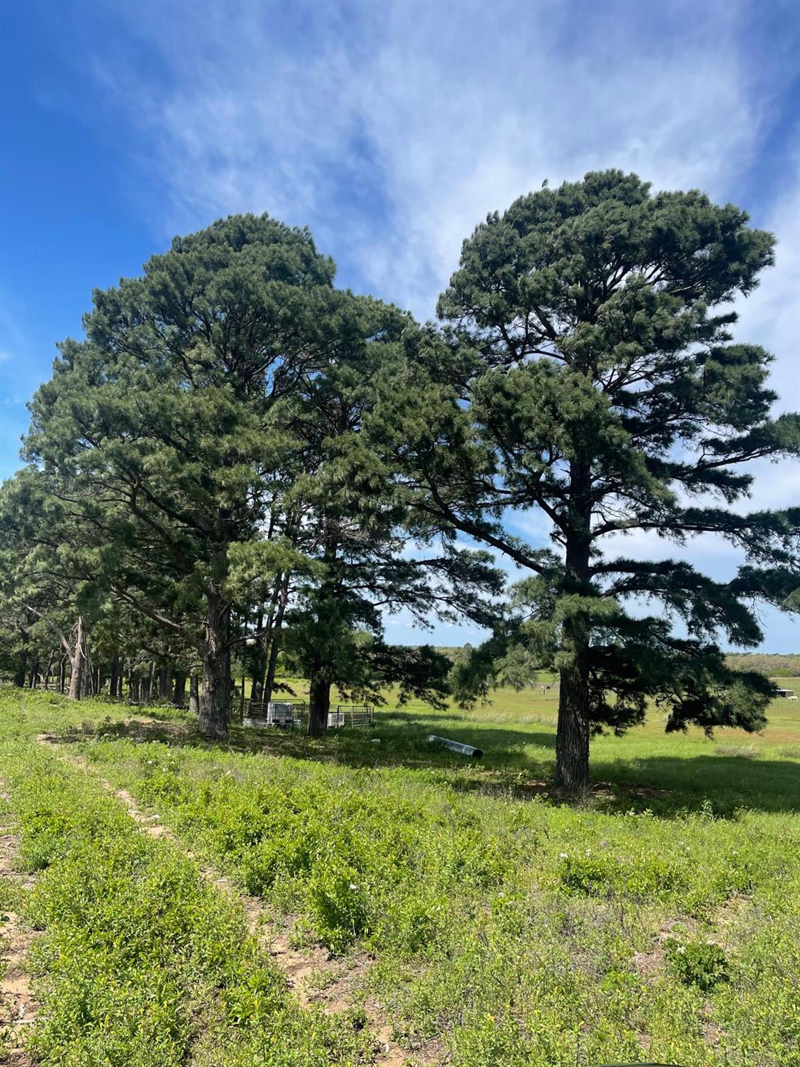 1550 Cattlemens Row, Lockhart, TX 78644