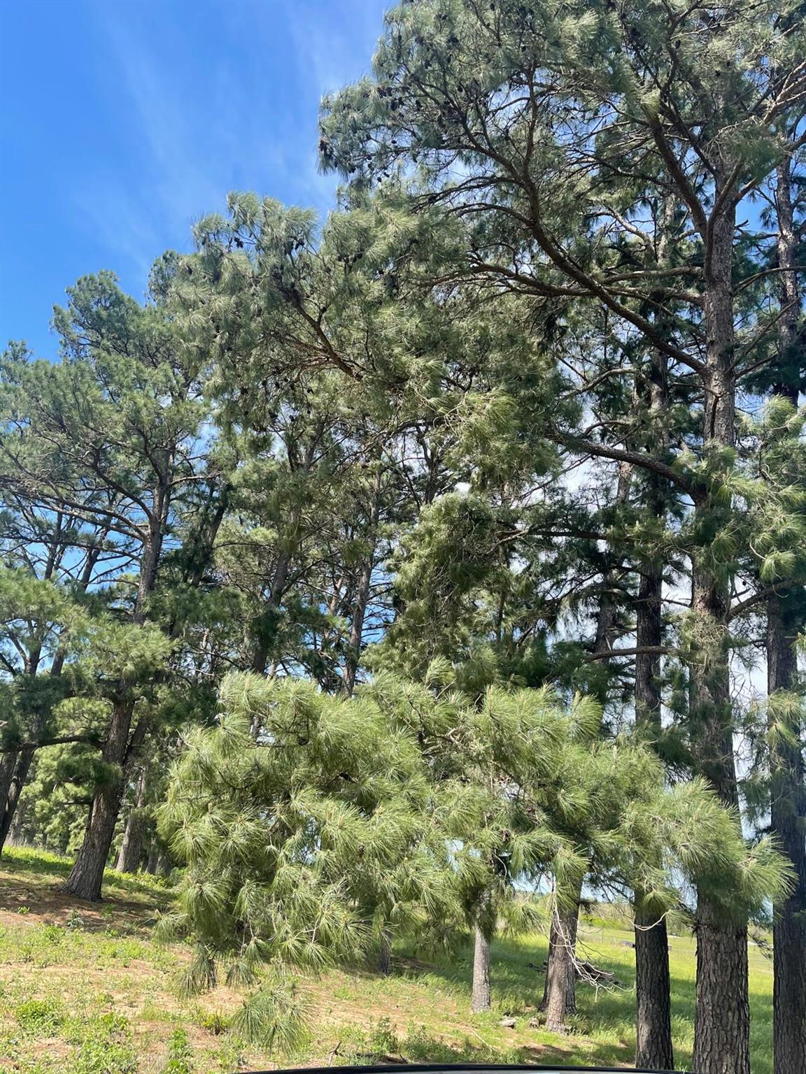 1550 Cattlemens Row, Lockhart, TX 78644