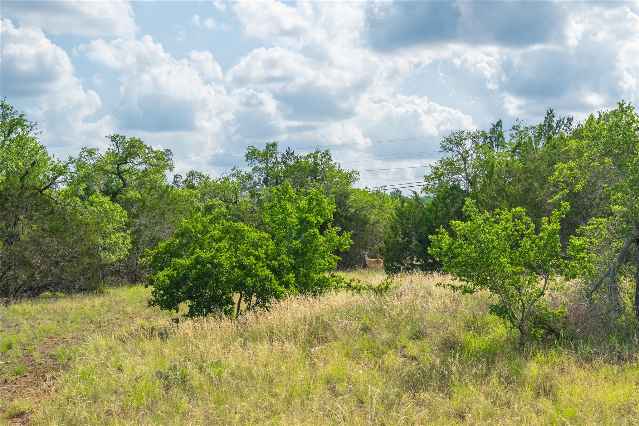 11155 Bonham Ranch Rd, Dripping Springs, TX 78620