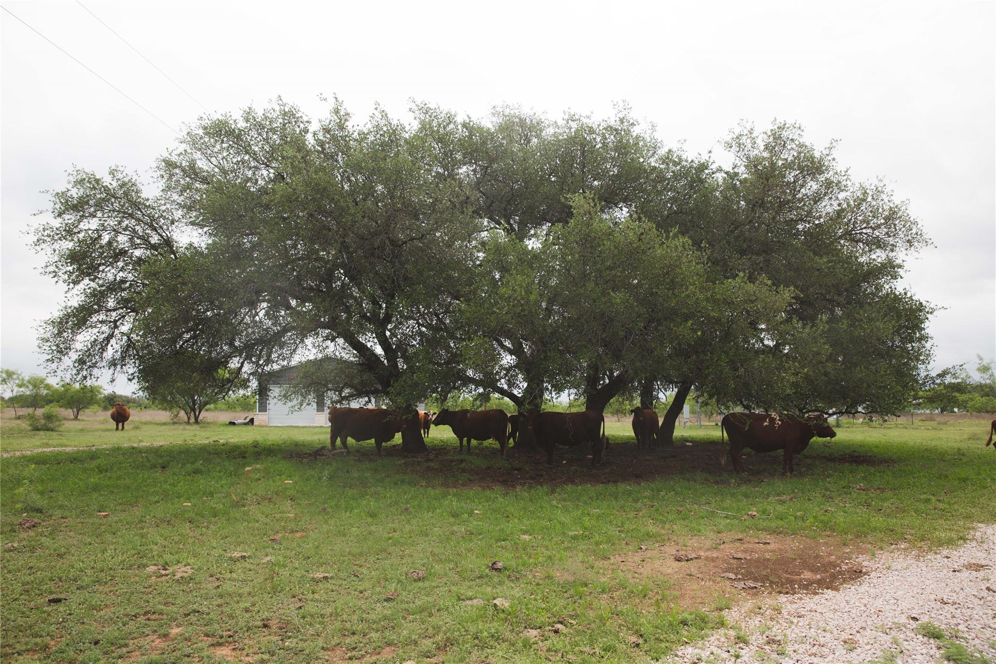 Tract 34 County Road 2800, Lometa, TX 76853