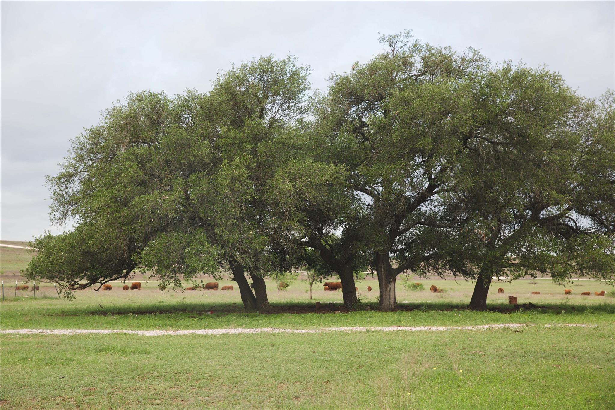 Tract 34 County Road 2800, Lometa, TX 76853