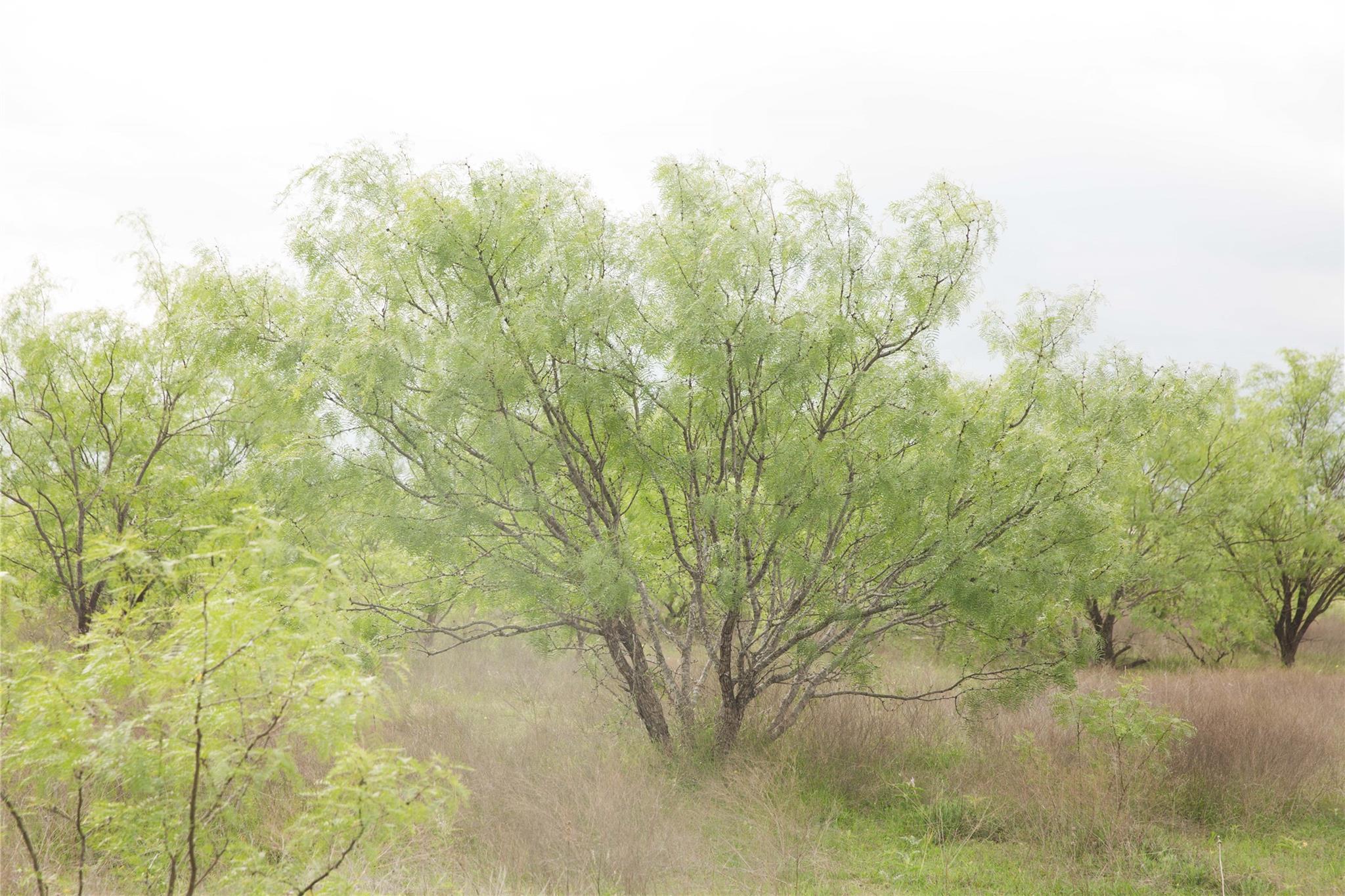 Tract 34 County Road 2800, Lometa, TX 76853