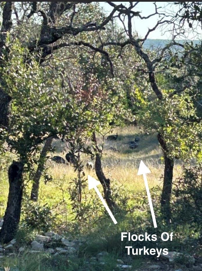 6475 Trophy Trl, Menard, TX 76841