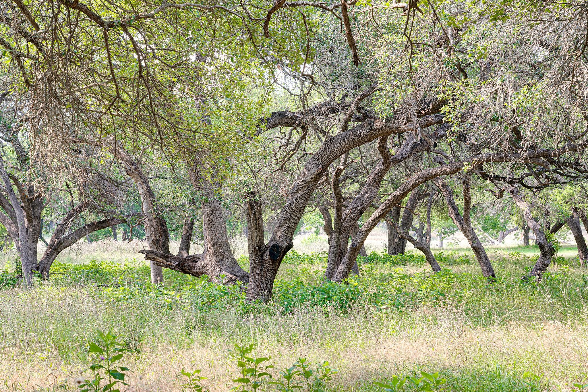 1942 Paradise Pkwy, Canyon Lake, TX 78133