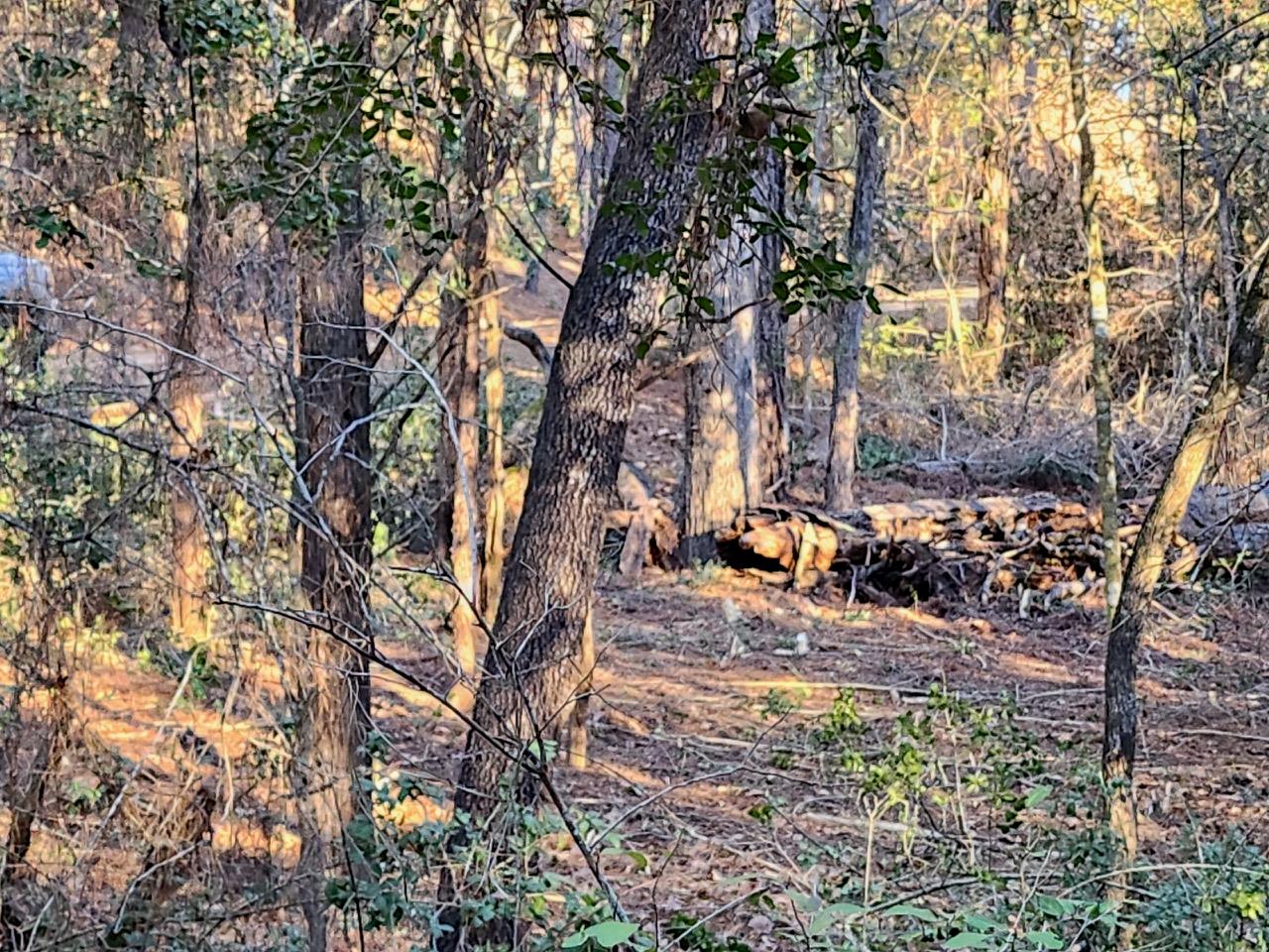 TBD - Lot 1304 Hanauma Dr, Bastrop, TX 78602