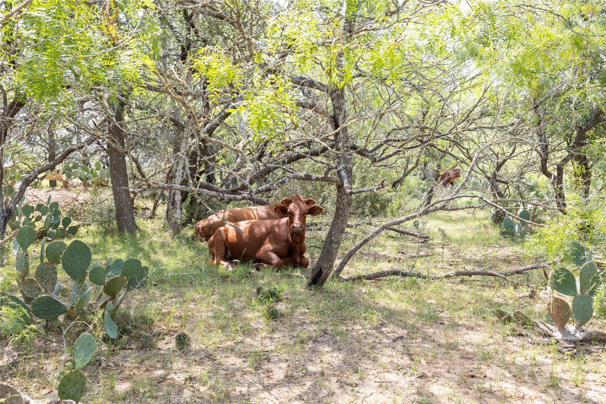 410 Green Acre Dr, Dale, TX 78616