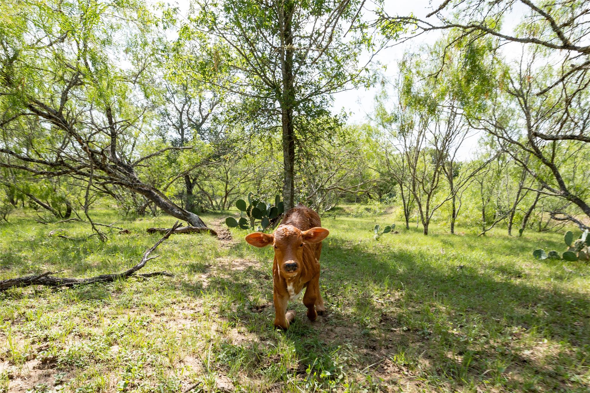 410 Green Acre Dr, Dale, TX 78616