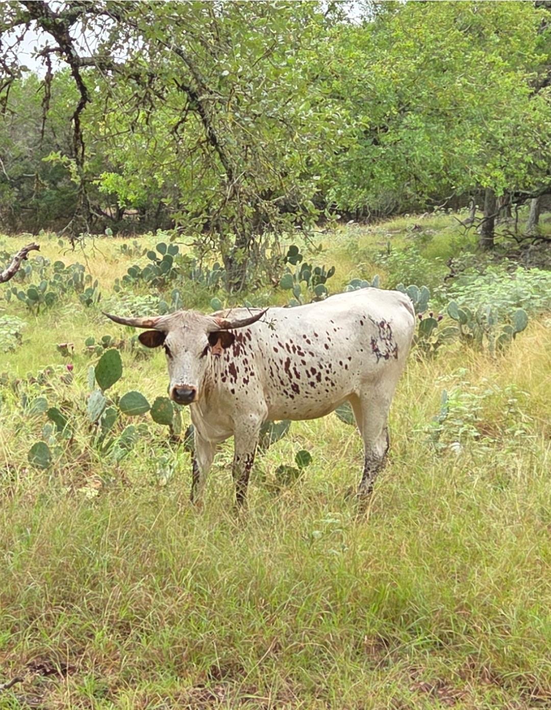 27846 Natural Bridge Caverns Rd, San Antonio, TX 78266