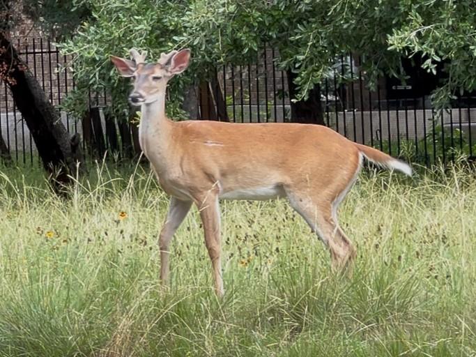 3917 Wilderness Path Bnd, Cedar Park, TX 78613