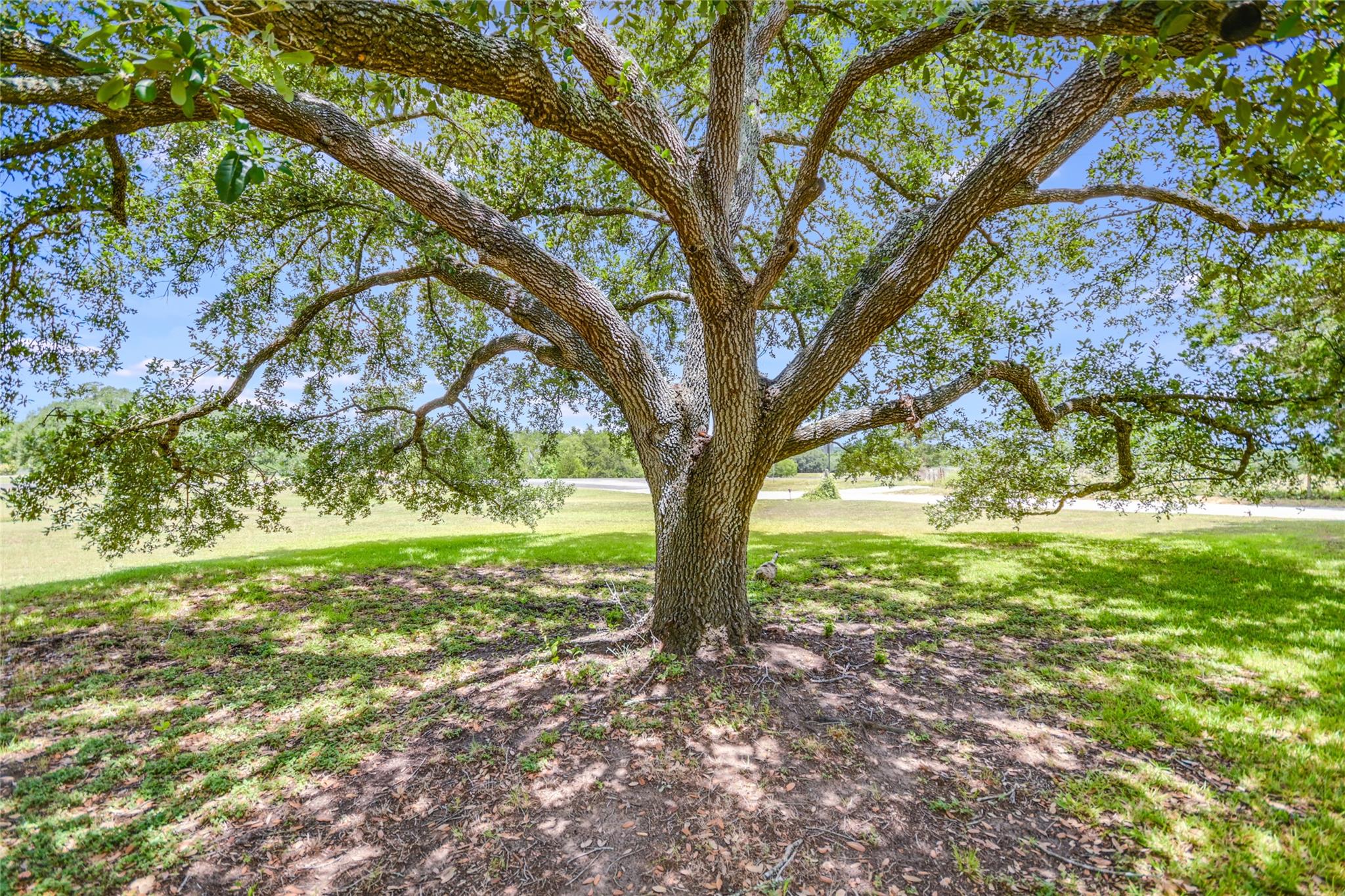 6569 Cutoff Rd, Round Top, TX 78940