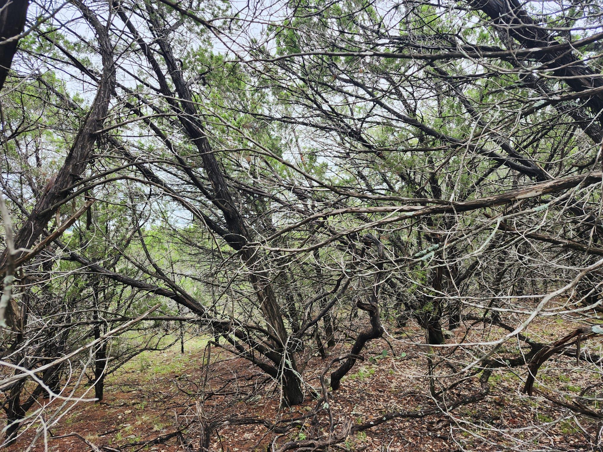 7707 Sagebrush Trl, Lago Vista, TX 78645