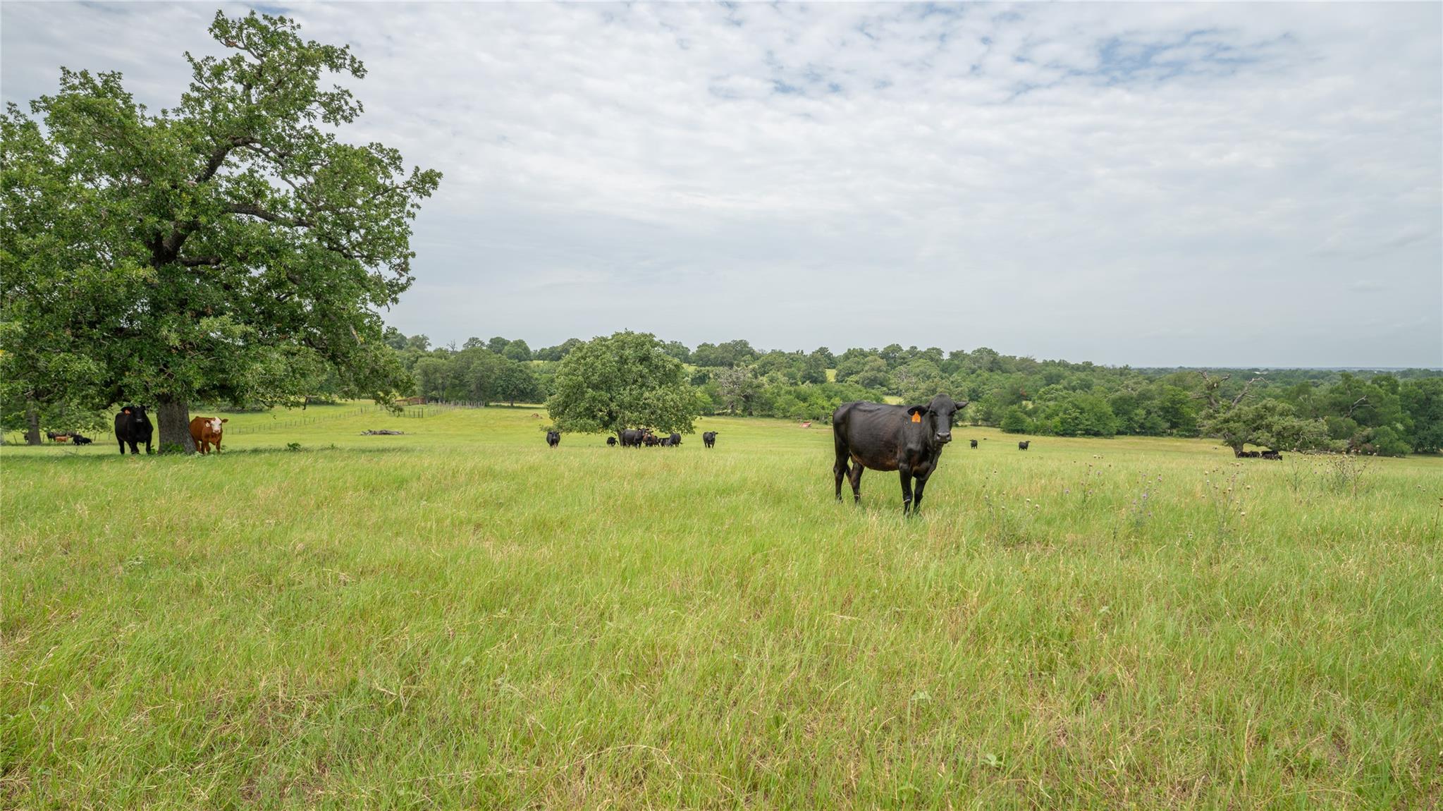 0000 CR 227, Cameron, TX 76520