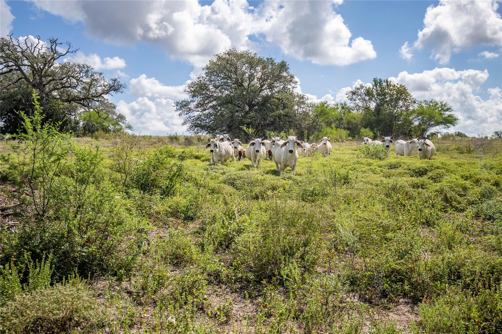 000 FM 766, Cuero, TX 77954