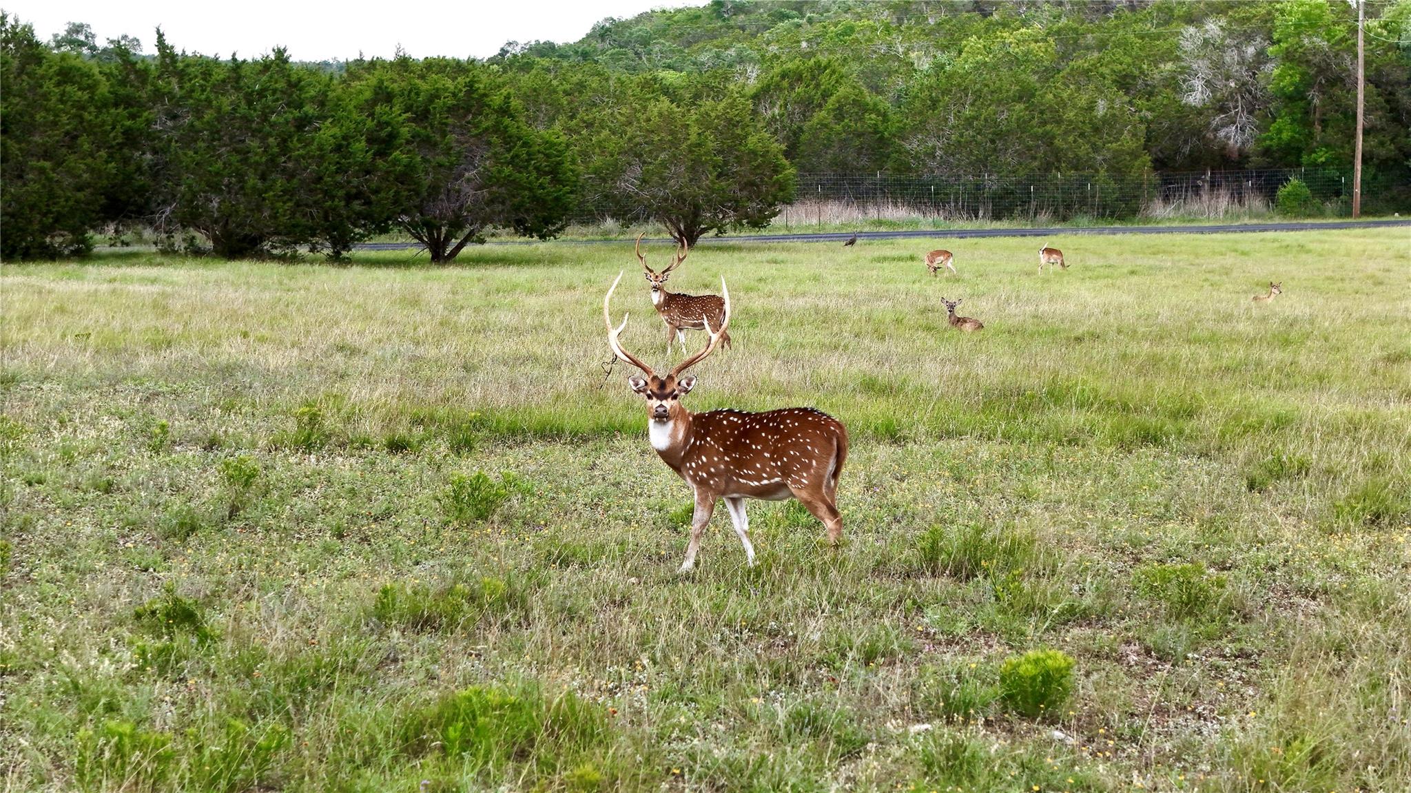 110 Clear Pond Ct, Spring Branch, TX 78070