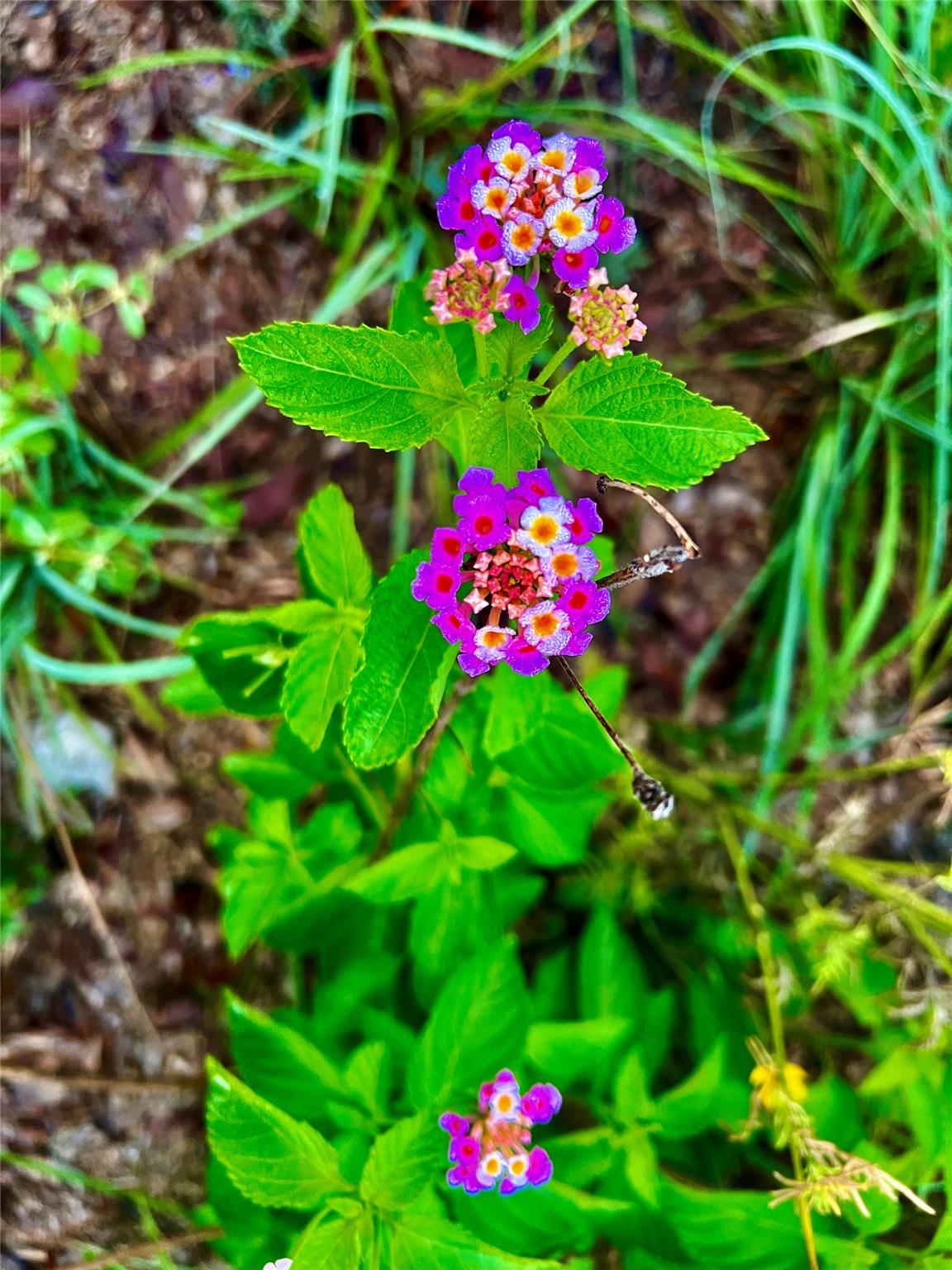 512 HIGHLANDER St, Lakeway, TX 78734