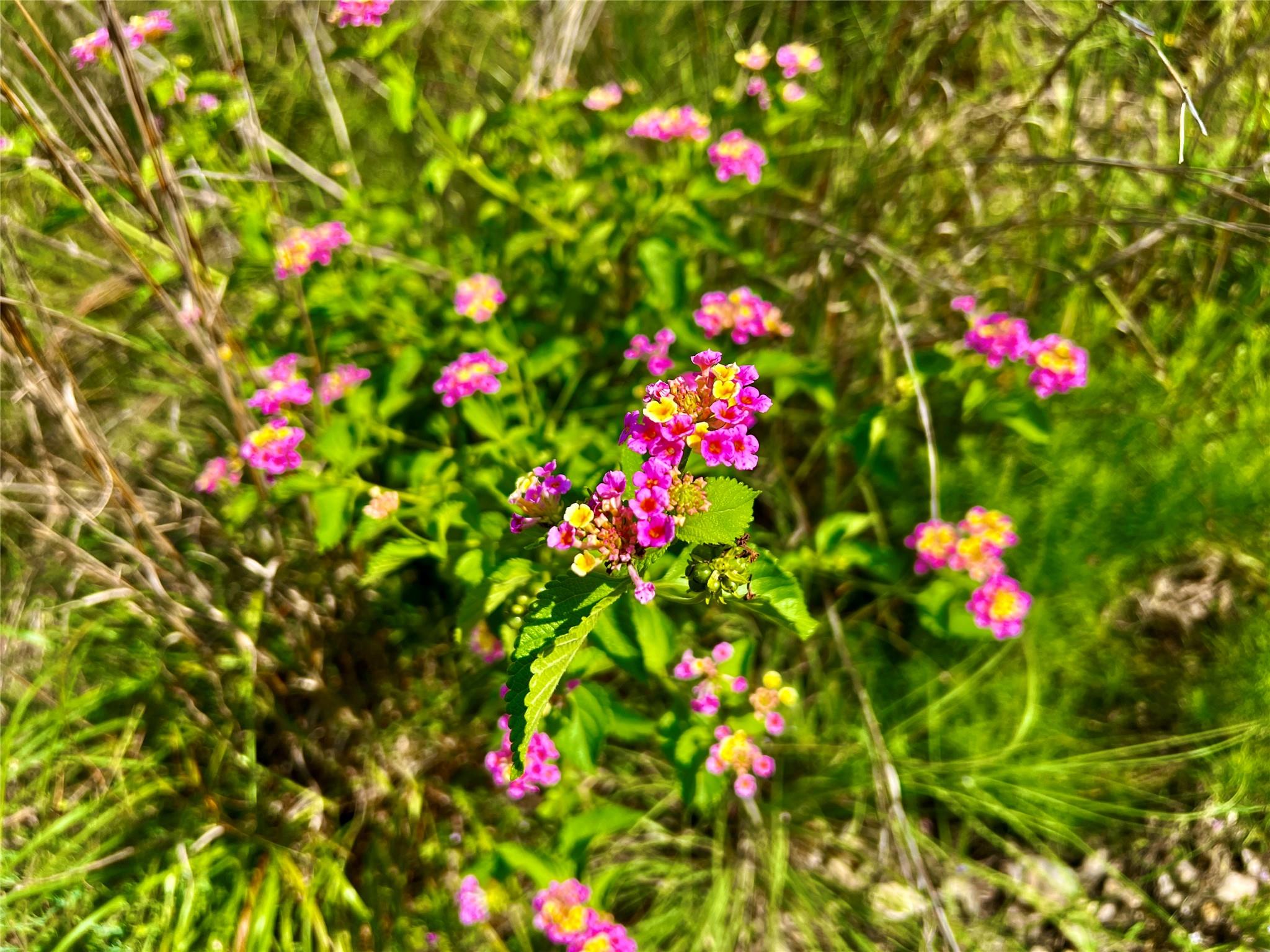 512 HIGHLANDER St, Lakeway, TX 78734