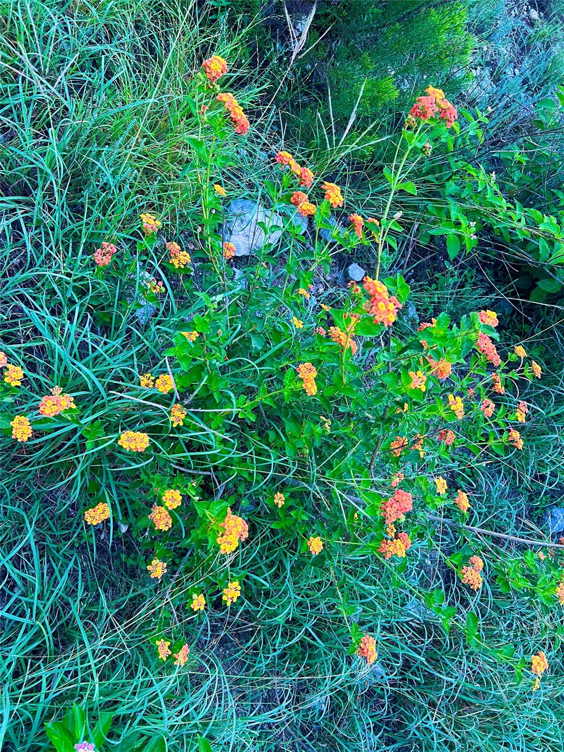 512 HIGHLANDER St, Lakeway, TX 78734