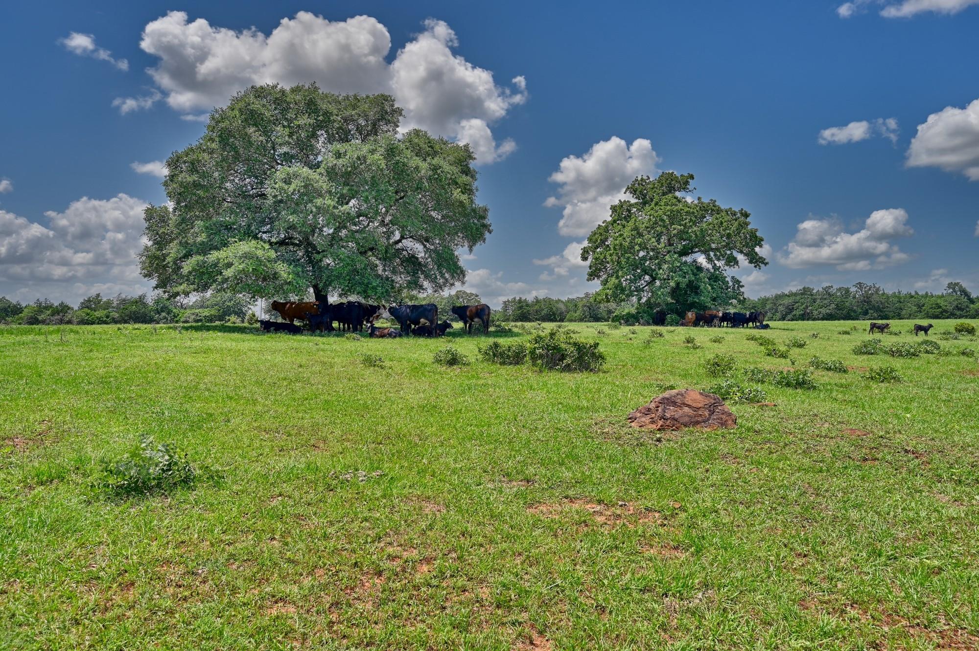 1368 County Road 207, Giddings, TX 78942