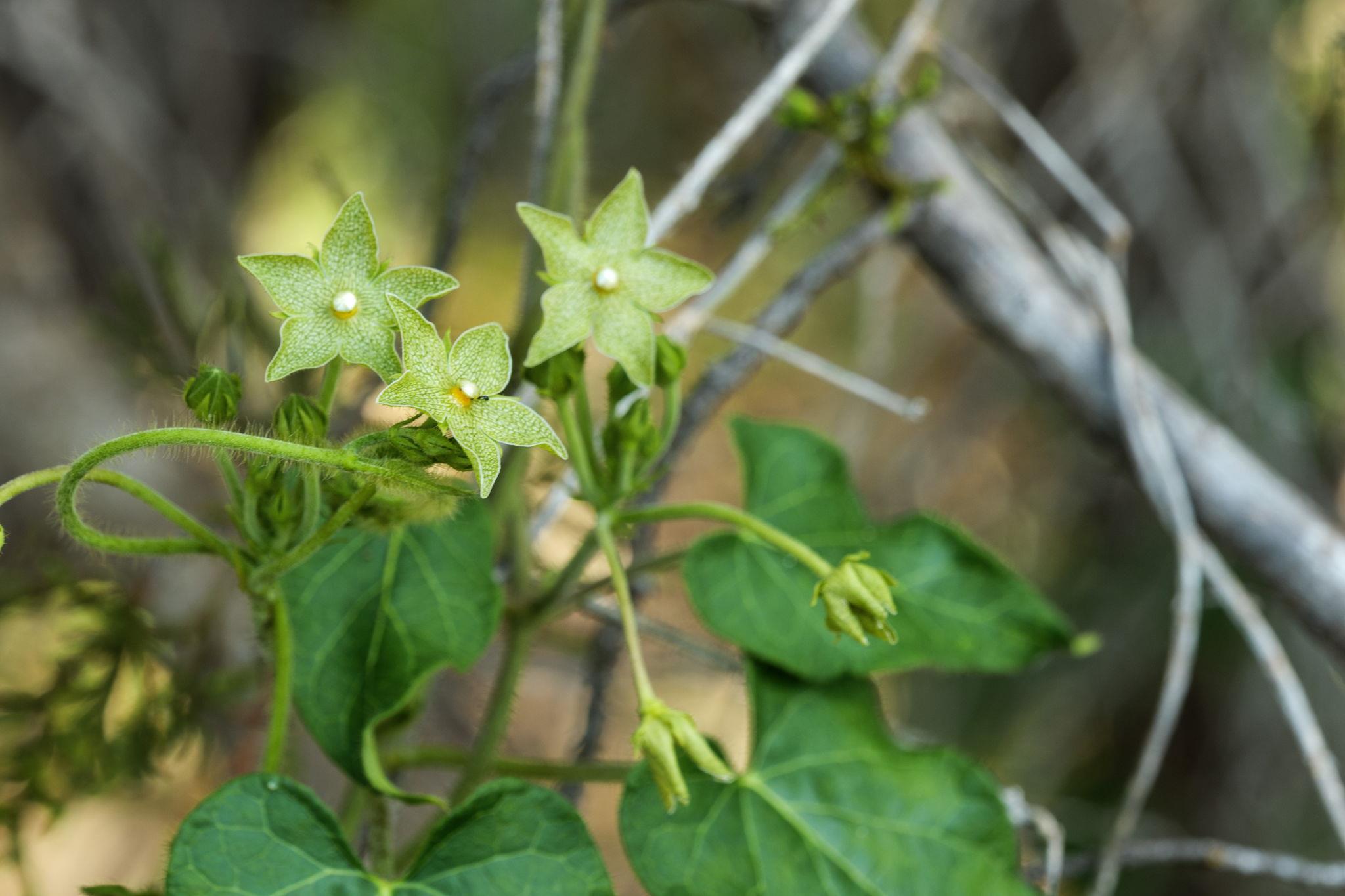 17503 Lake Shore Dr, Dripping Springs, TX 78620