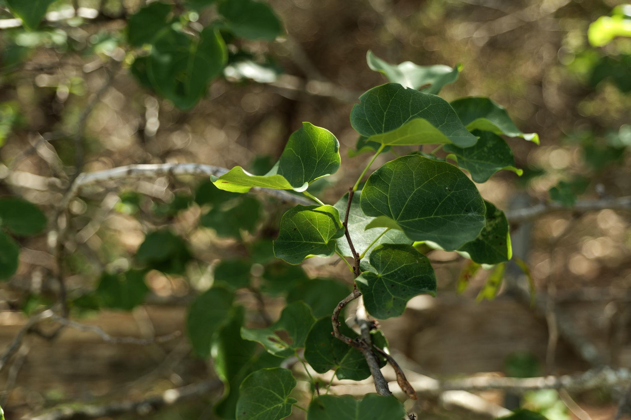 17503 Lake Shore Dr, Dripping Springs, TX 78620