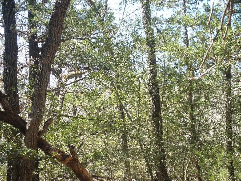 TBD R68370 Walter Hoffman Rd # H, Cedar Creek, TX 78612