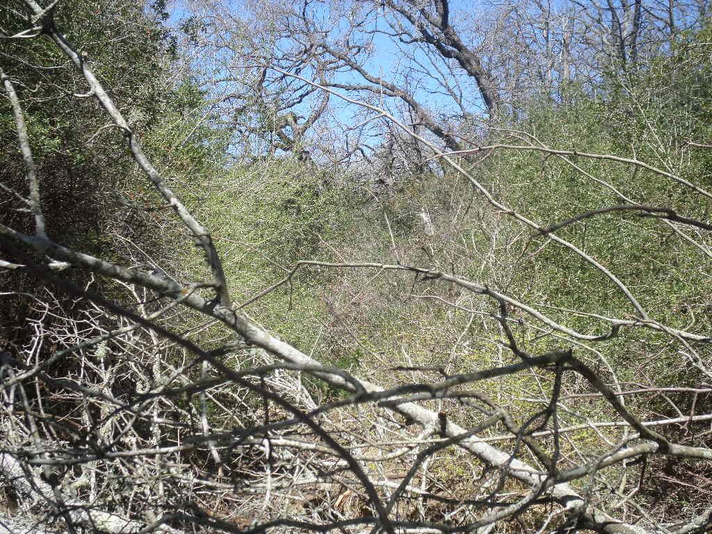 TBD R68370 Walter Hoffman Rd # H, Cedar Creek, TX 78612