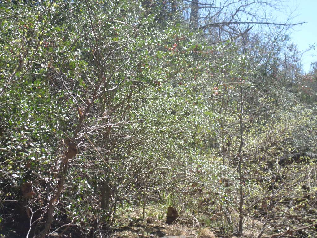 TBD R68370 Walter Hoffman Rd # H, Cedar Creek, TX 78612