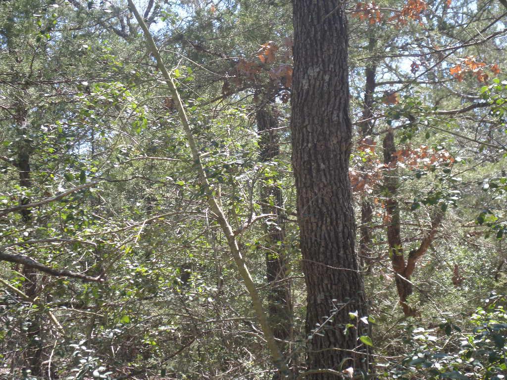 TBD R68370 Walter Hoffman Rd # H, Cedar Creek, TX 78612