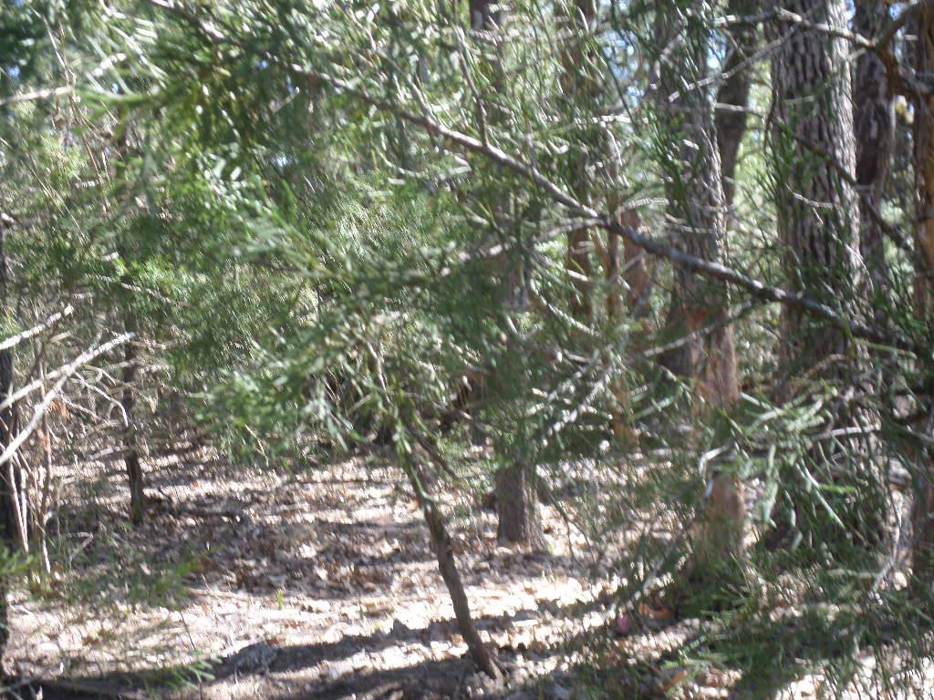 TBD R68370 Walter Hoffman Rd # H, Cedar Creek, TX 78612