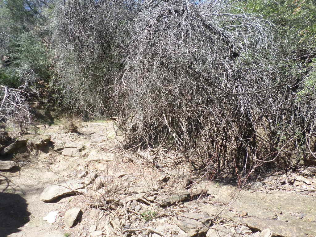 TBD R68370 Walter Hoffman Rd # H, Cedar Creek, TX 78612