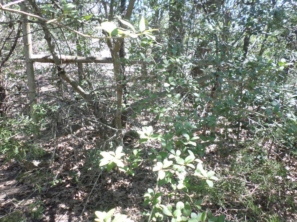 TBD R68370 Walter Hoffman Rd # H, Cedar Creek, TX 78612