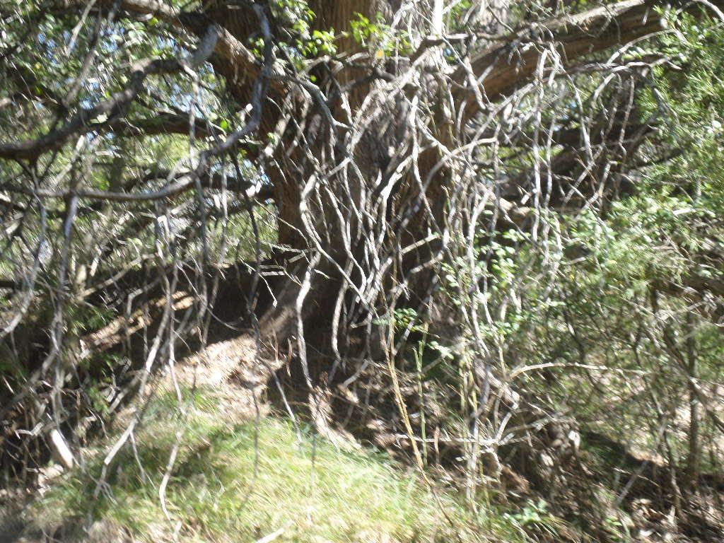 TBD R68370 Walter Hoffman Rd # H, Cedar Creek, TX 78612