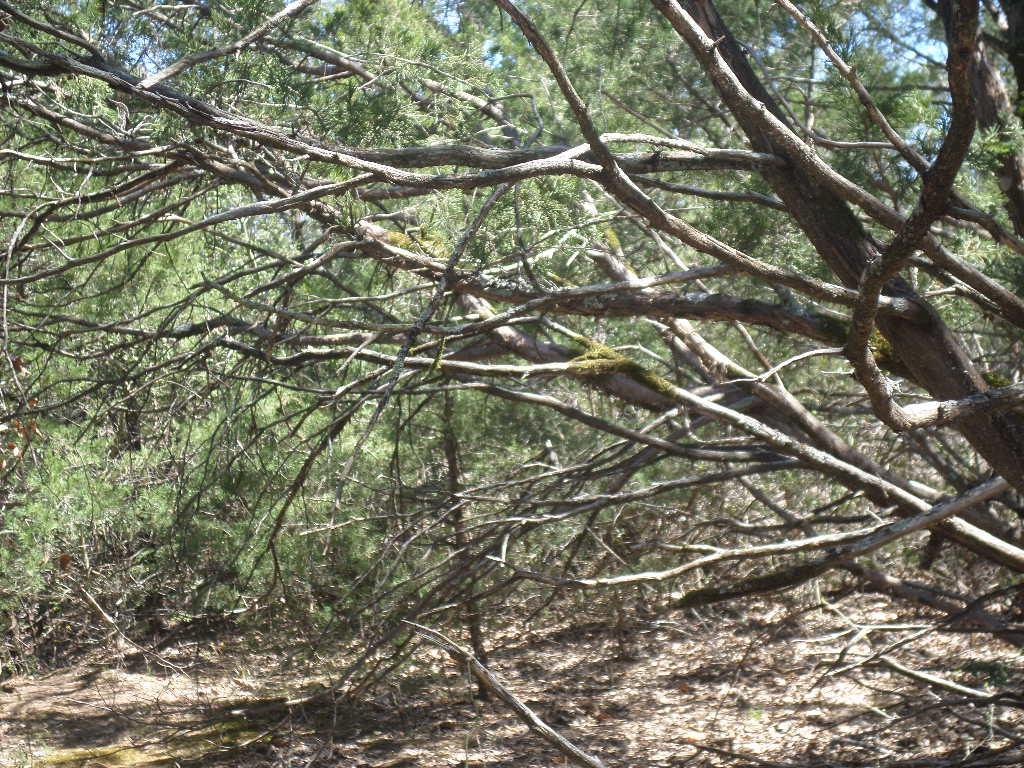 TBD R68370 Walter Hoffman Rd # H, Cedar Creek, TX 78612