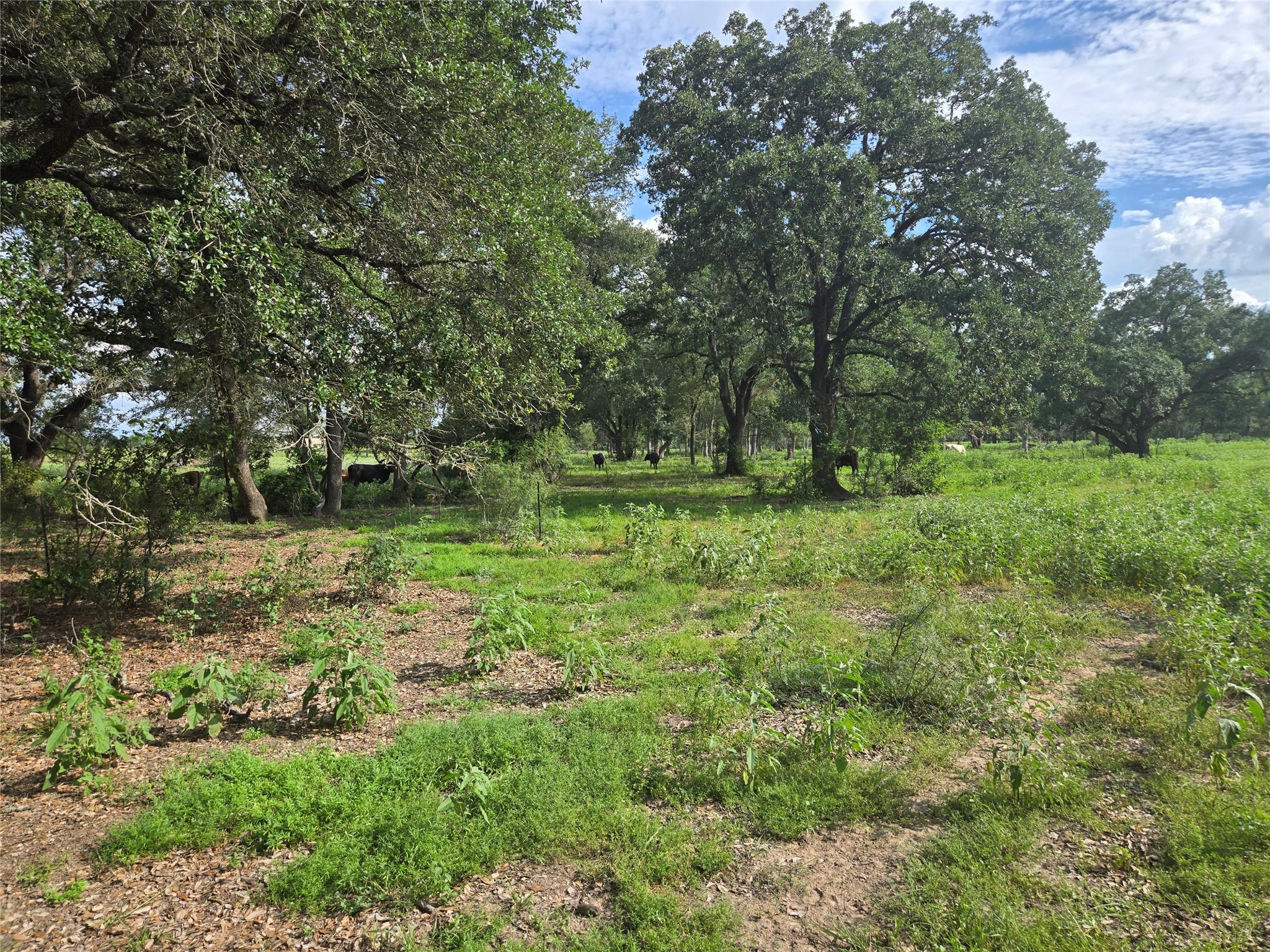 0 SH 304 Highway, Bastrop, TX 78602
