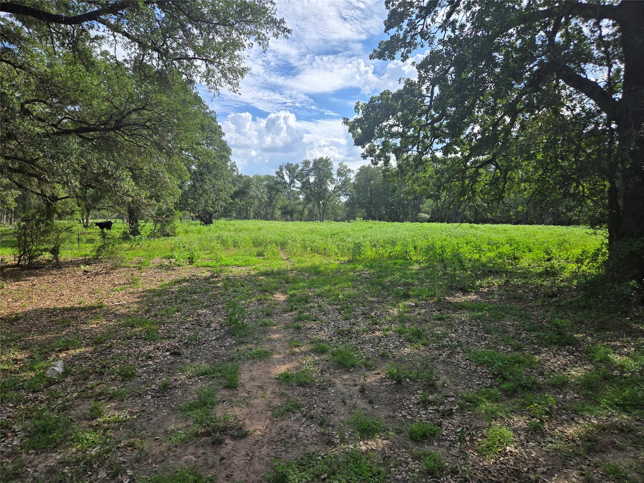 0 SH 304 Highway, Bastrop, TX 78602