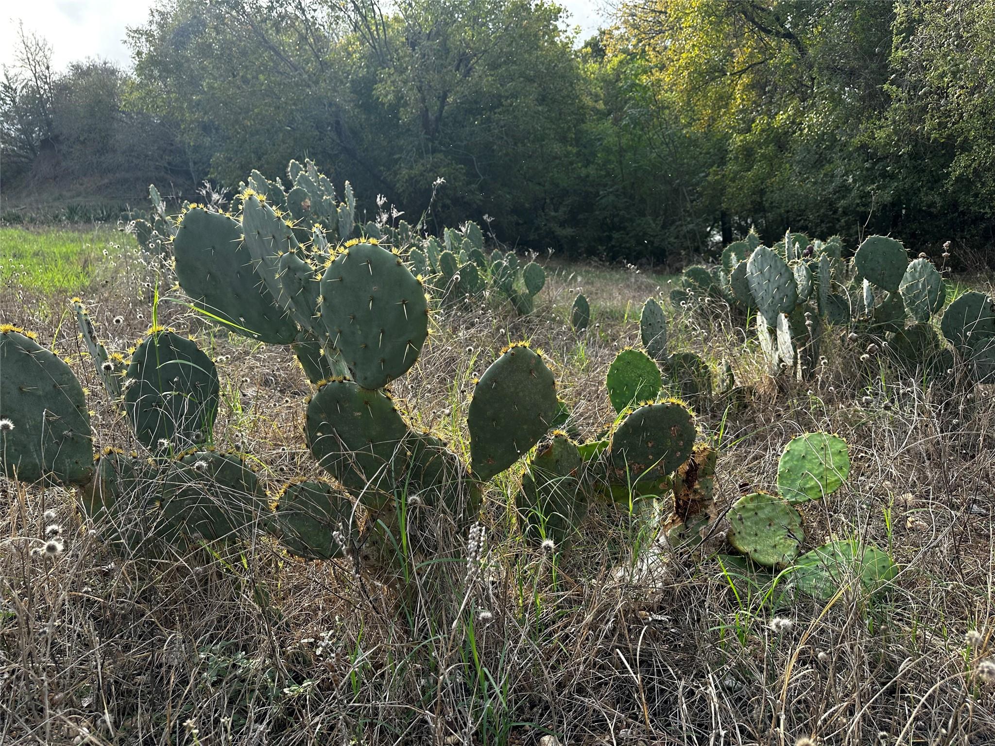 177 Mokulua Ln, Bastrop, TX 78602